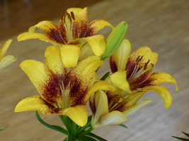 Foto: Dr. Peter Müller